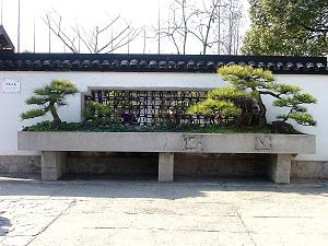 Große Bonsai - Schwarzkiefer im Botanischen Garten Shanghai