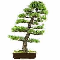 Kiefernbonsai (Pinus)
